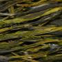 Detailn� obr�zek